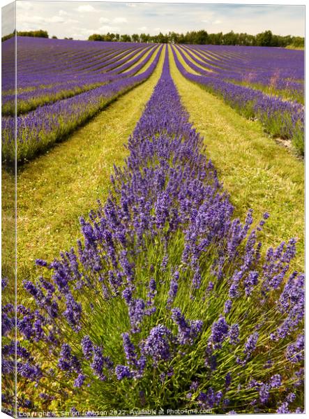 Lavender  fields Canvas Print by Simon Johnson