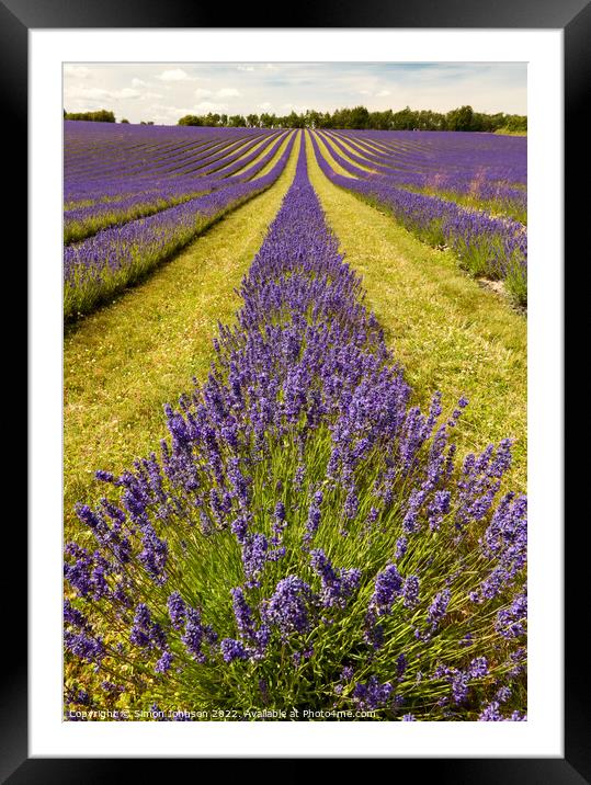 Lavender  fields Framed Mounted Print by Simon Johnson