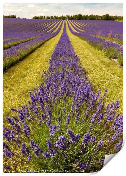 Lavender  fields Print by Simon Johnson