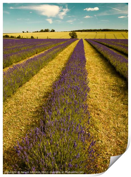 Lavender firld Print by Simon Johnson