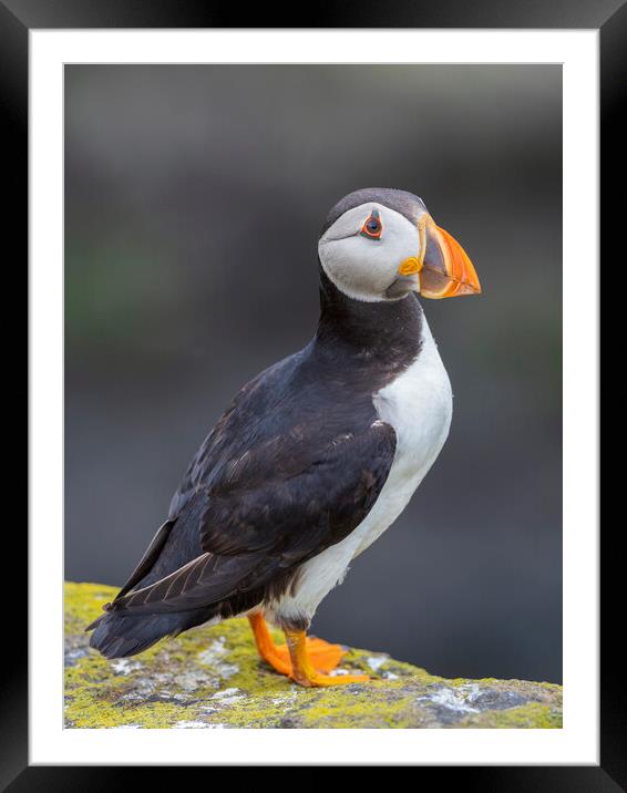 Puffin On The Isle Of May Framed Mounted Print by Tommy Dickson