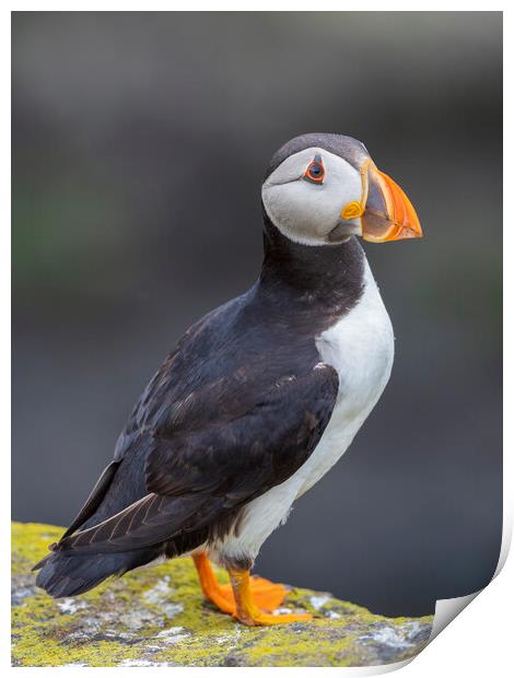 Puffin On The Isle Of May Print by Tommy Dickson