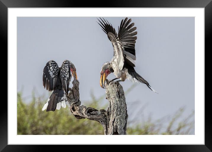 Southern Yellow-billed Hornbills Mating Display, No. 2 Framed Mounted Print by Belinda Greb