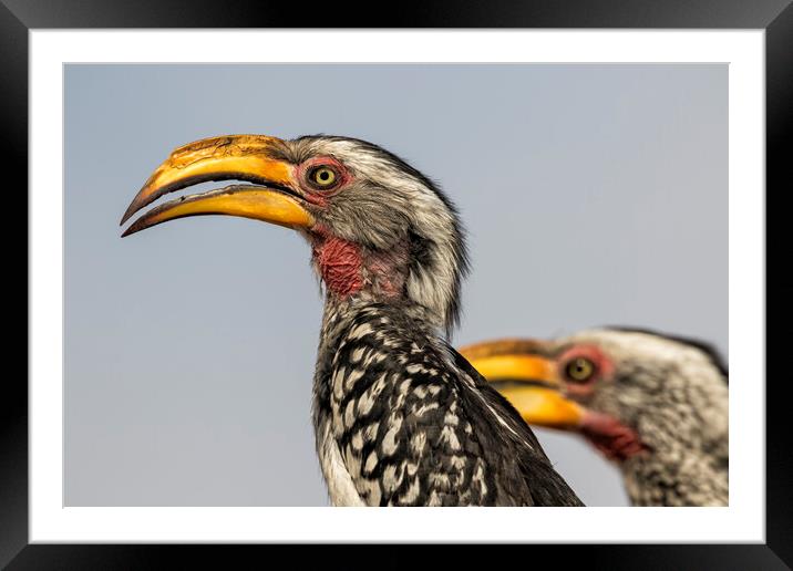 Southern Yellow-billed Hornbills Pair, No. 1 Framed Mounted Print by Belinda Greb