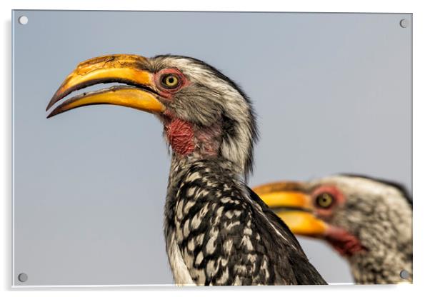 Southern Yellow-billed Hornbills Pair, No. 1 Acrylic by Belinda Greb