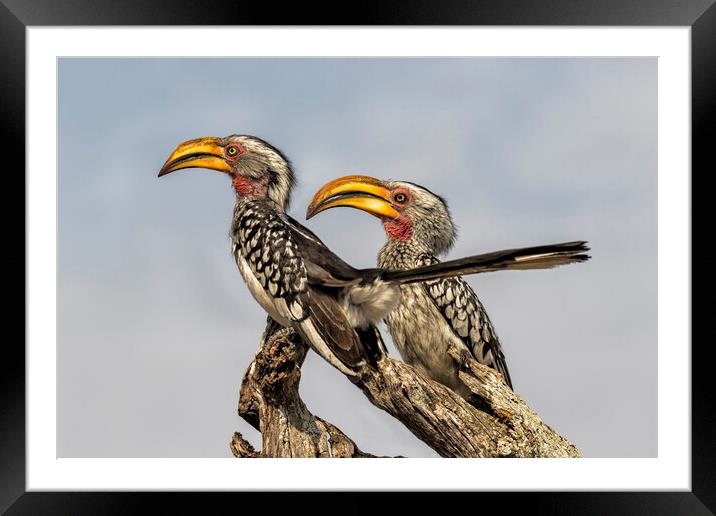 Southern Yellow-billed Hornbills Pair, No. 2 Framed Mounted Print by Belinda Greb
