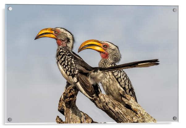 Southern Yellow-billed Hornbills Pair, No. 2 Acrylic by Belinda Greb