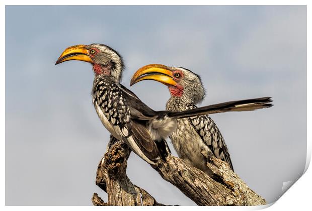 Southern Yellow-billed Hornbills Pair, No. 2 Print by Belinda Greb