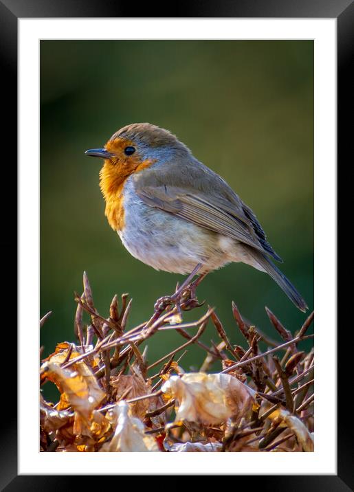Morning Robin Framed Mounted Print by Gary Schulze