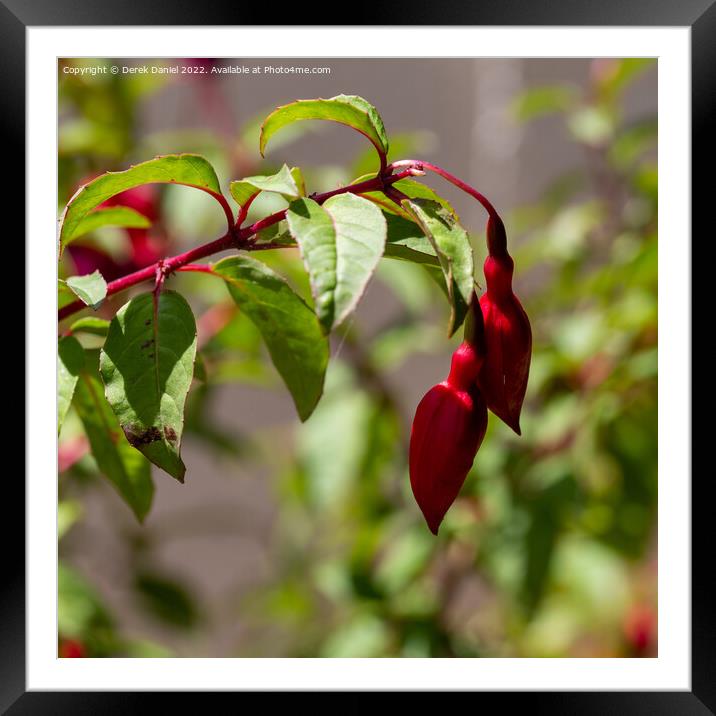 Fuchsia Framed Mounted Print by Derek Daniel