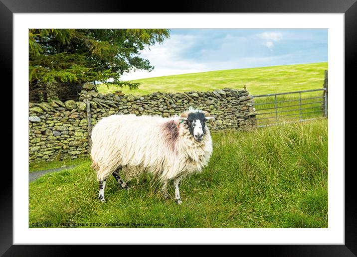 Swaledale Sheep Artlegarth Ravenstonedale Cumbria Framed Mounted Print by Nick Jenkins
