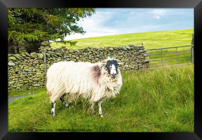 Swaledale Sheep Artlegarth Ravenstonedale Cumbria Framed Print by Nick Jenkins