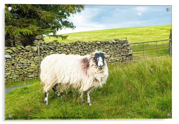 Swaledale Sheep Artlegarth Ravenstonedale Cumbria Acrylic by Nick Jenkins