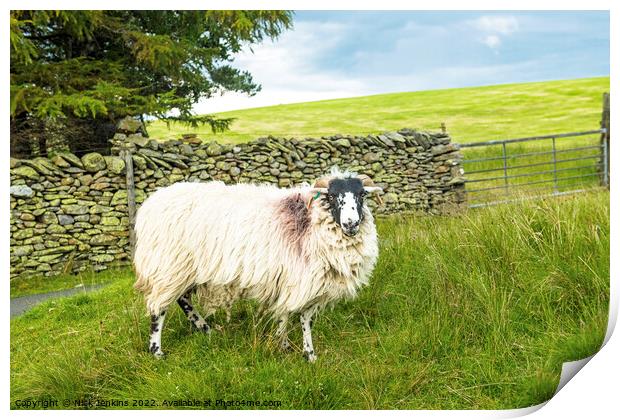 Swaledale Sheep Artlegarth Ravenstonedale Cumbria Print by Nick Jenkins
