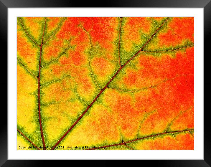 Sycamore leaf close up Framed Mounted Print by Andrew Poynton