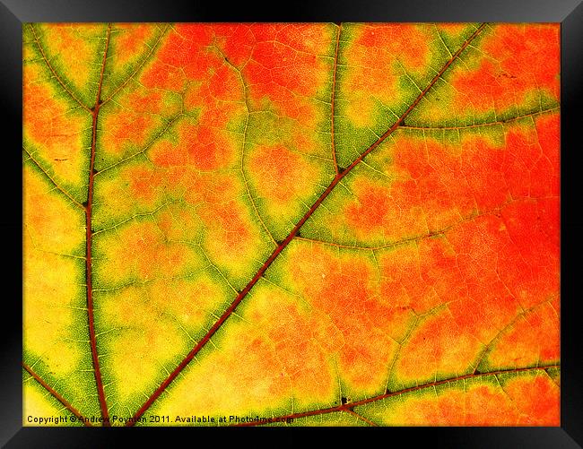Sycamore leaf close up Framed Print by Andrew Poynton