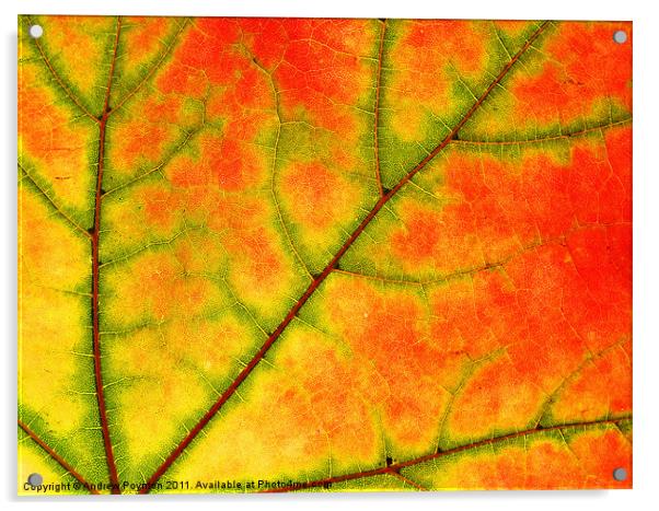 Sycamore leaf close up Acrylic by Andrew Poynton