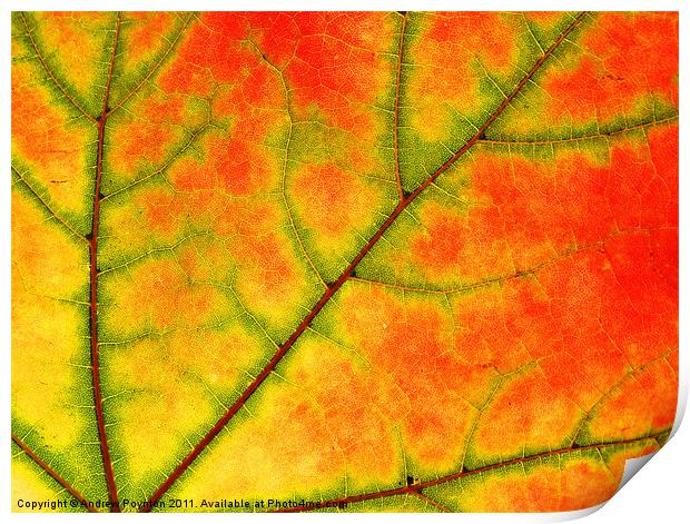 Sycamore leaf close up Print by Andrew Poynton