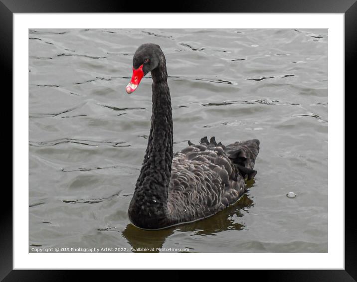 Australian Black Swan Red Bill Framed Mounted Print by GJS Photography Artist