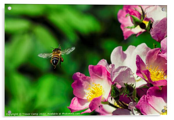 Bee - 03 Acrylic by Trevor Camp