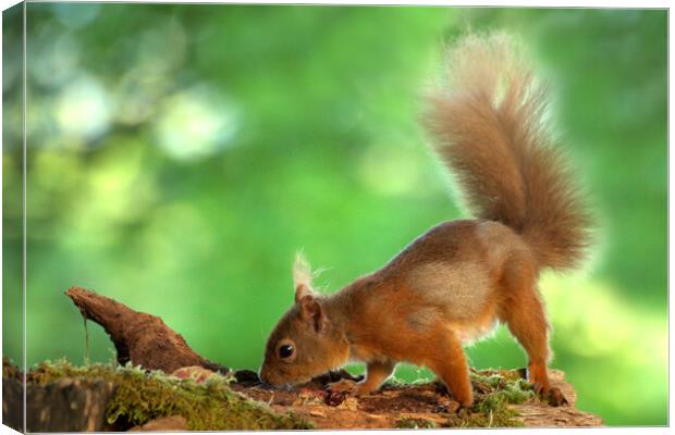 Red Squirrel Canvas Print by Macrae Images