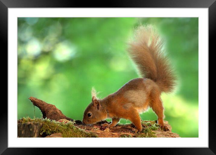 Red Squirrel Framed Mounted Print by Macrae Images