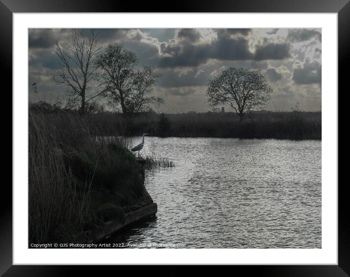 Heron Awaits Framed Mounted Print by GJS Photography Artist