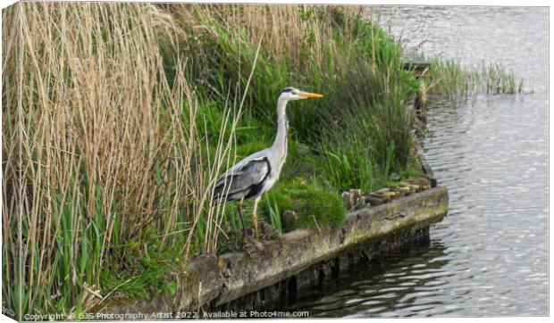 Heron on the Broads Canvas Print by GJS Photography Artist