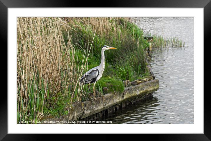 Heron on the Broads Framed Mounted Print by GJS Photography Artist