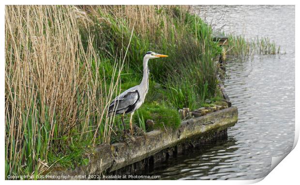 Heron on the Broads Print by GJS Photography Artist
