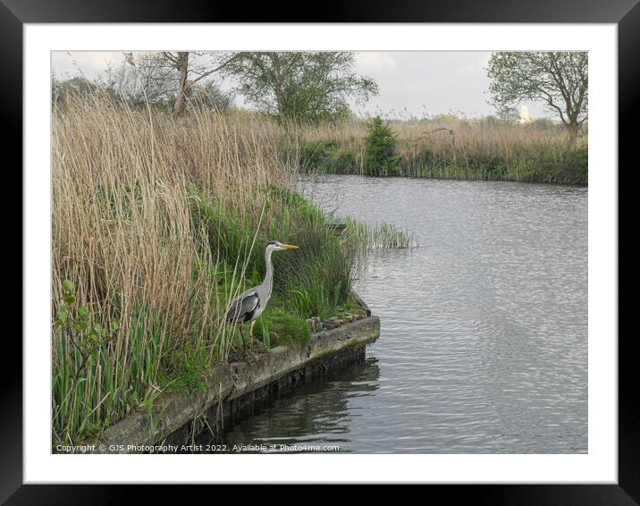 Heron Waterside Framed Mounted Print by GJS Photography Artist