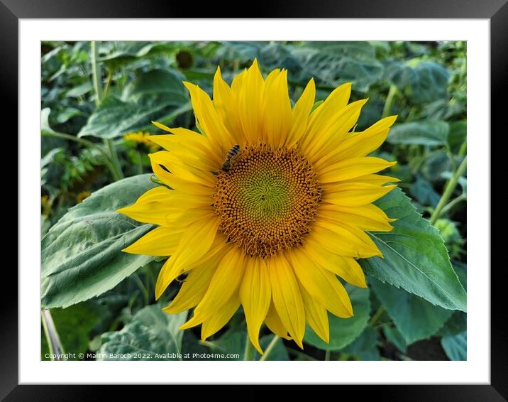 Sunflower and bee Framed Mounted Print by Martin Baroch