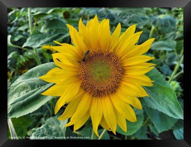 Sunflower and bee Framed Print by Martin Baroch