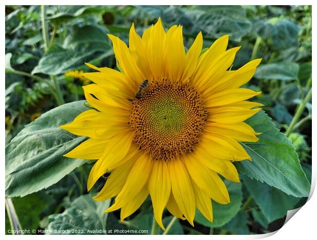 Sunflower and bee Print by Martin Baroch