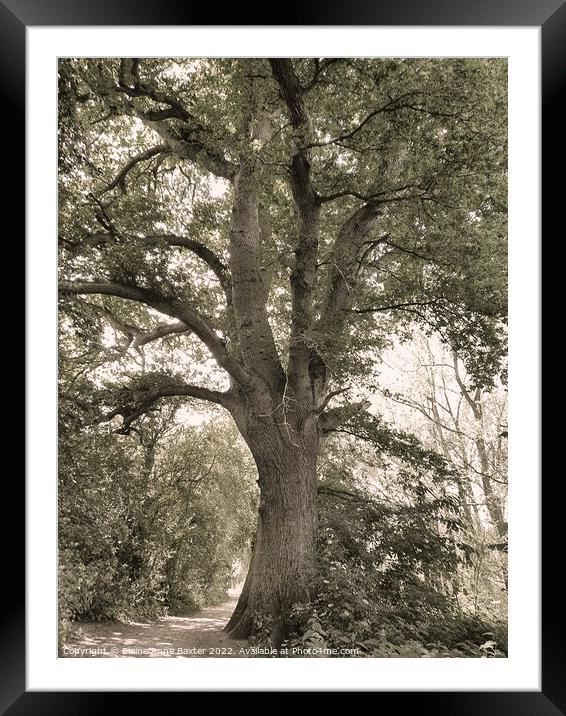 Forest Oak Tree Framed Mounted Print by Elaine Anne Baxter