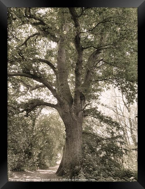 Forest Oak Tree Framed Print by Elaine Anne Baxter