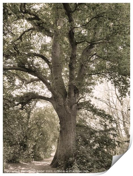 Forest Oak Tree Print by Elaine Anne Baxter