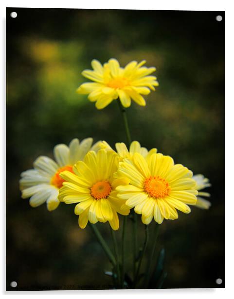 Marguerite Flowers Acrylic by Jeremy Sage