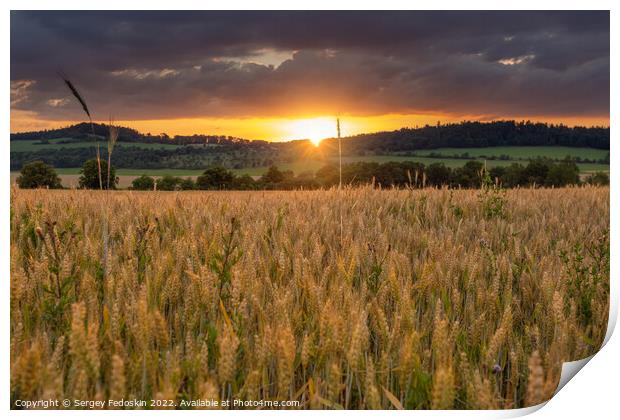 Rye field at sunset. Summer evening landscape. Print by Sergey Fedoskin