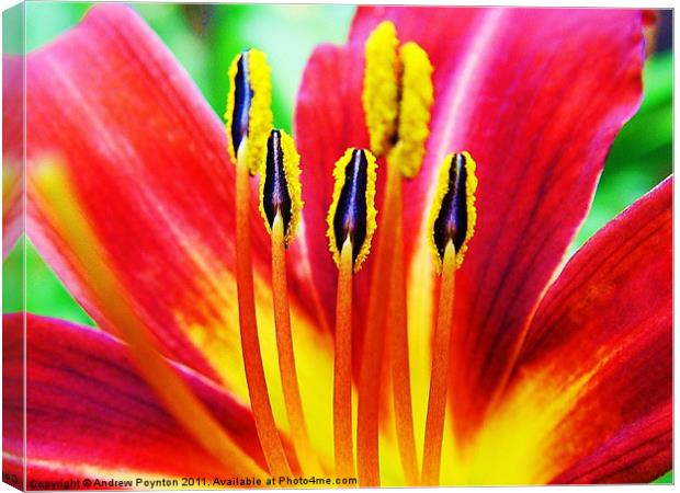 Lilly Stamens Canvas Print by Andrew Poynton