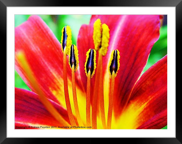 Lilly Stamens Framed Mounted Print by Andrew Poynton