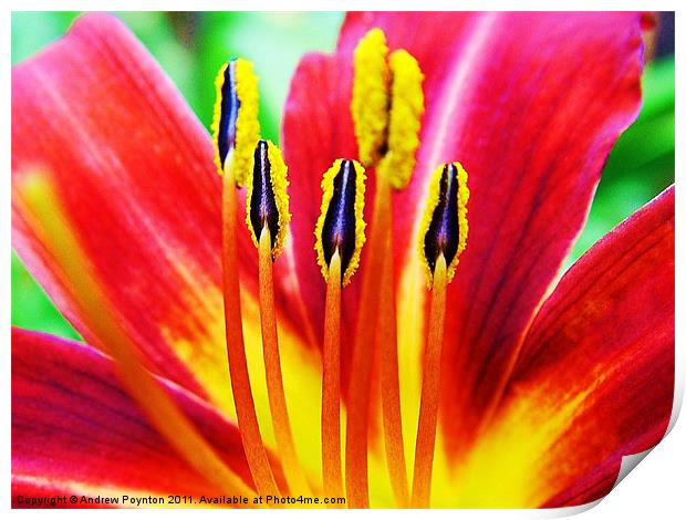 Lilly Stamens Print by Andrew Poynton