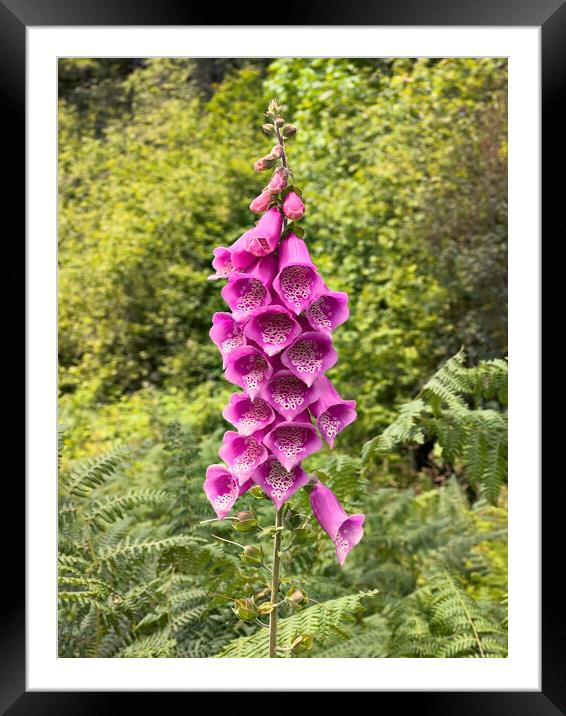 Blooming digitalis or foxglove flower in the open field surround Framed Mounted Print by Thomas Baker