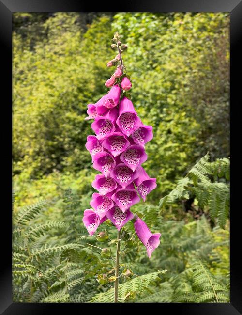 Blooming digitalis or foxglove flower in the open field surround Framed Print by Thomas Baker