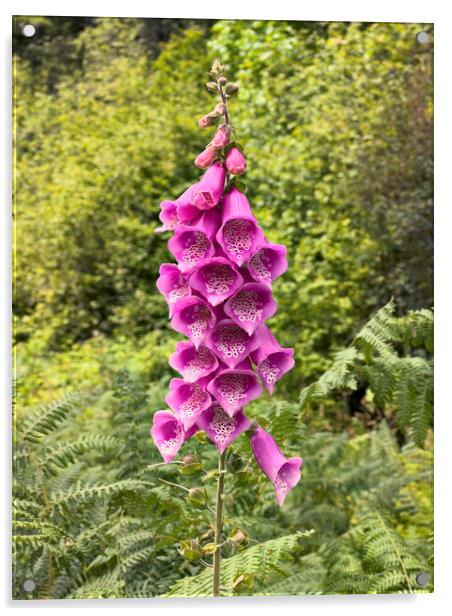 Blooming digitalis or foxglove flower in the open field surround Acrylic by Thomas Baker