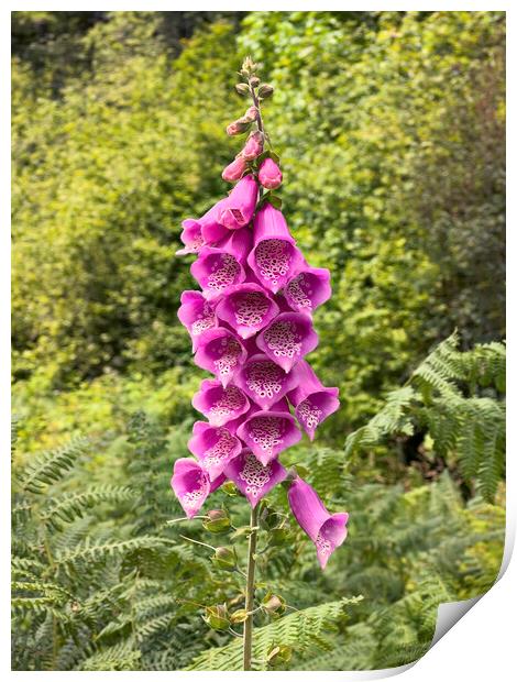 Blooming digitalis or foxglove flower in the open field surround Print by Thomas Baker