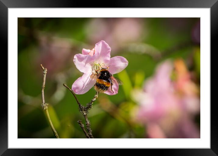 Bumble bee Framed Mounted Print by Gary Schulze