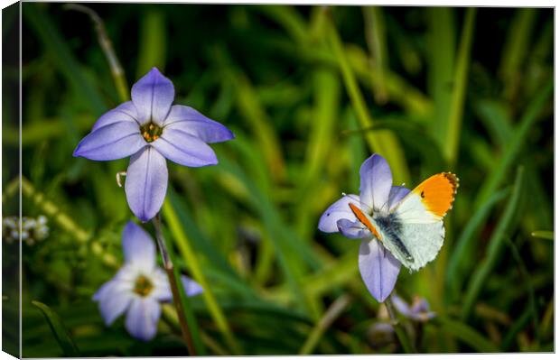 Butterfly  Canvas Print by Gary Schulze