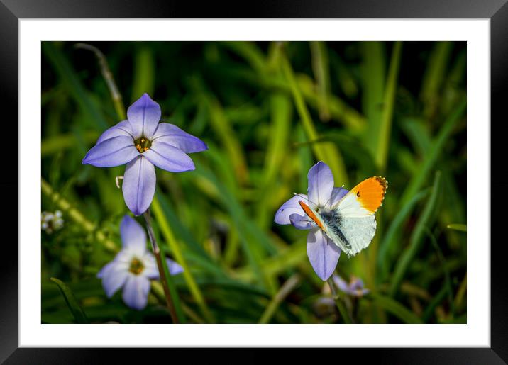 Butterfly  Framed Mounted Print by Gary Schulze