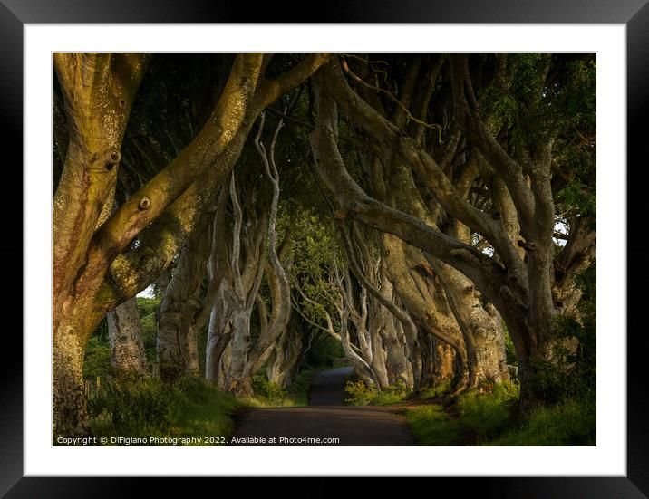 The Dark Hedges 2 Framed Mounted Print by DiFigiano Photography